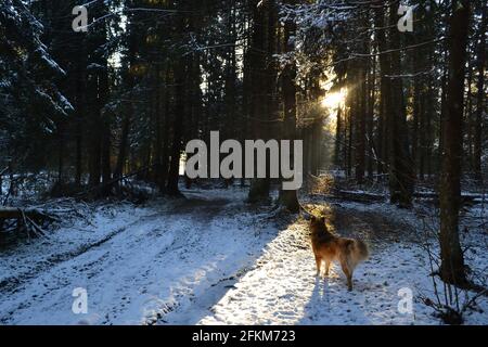 Marchez avec les chiens dans la forêt d'hiver Banque D'Images