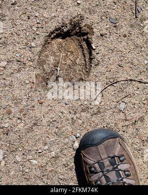 La piste d'un orignal sauvage (Alces alces) dans le sable au bord de la forêt dans la nature sauvage des montagnes Adirondack avec un pied humain à des fins de comparaison. Banque D'Images