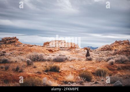 Le mouflon de Bighorn se trouve dans le parc national de la Vallée de feu Banque D'Images