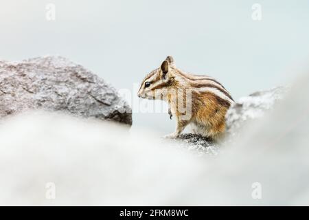 Vue latérale d'un Chipmunk de pin jaune au lac Chelan State Stationnement Banque D'Images