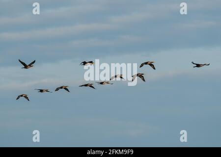 Vue de dessous d'un troupeau de cormorans volant contre un ciel nuageux Banque D'Images