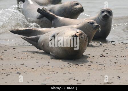 Les lions de mer sur la plage de l'île Helgoland en Allemagne Une journée d'été Banque D'Images