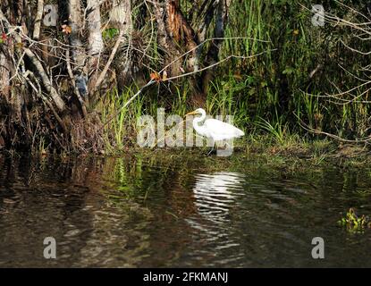 Great White Egret dans les marais du Everglades National Parc de la Floride lors D'UNE Sunny automne Banque D'Images