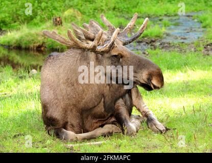 Big Male Elk reposant dans UNE prairie en Suède Une journée d'été ensoleillée Banque D'Images