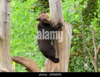 Jeune ours brun grimpant SUR UN tronc d'arbre en Suède Un jour d'été nuageux Banque D'Images