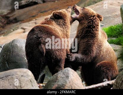 Deux gros ours bruns en Suède sur un nuagité Jour d'été Banque D'Images