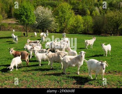 Grazing Goat Herd dans UN pré à Hesse Allemagne on Une journée de printemps ensoleillée Banque D'Images