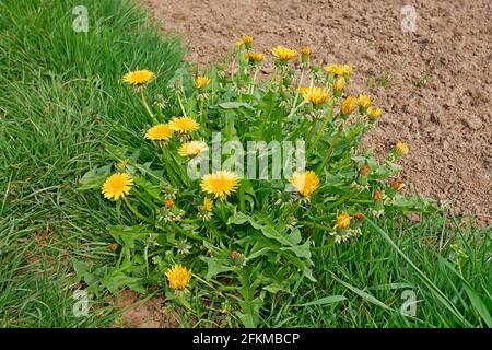 Plante de pissenlit à fleurs parmi l'herbe verte près du sol arable En avril dernier Banque D'Images
