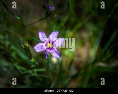 Fleurs sauvages en herbe aux yeux bleus, Mount Tamalpais, Californie Banque D'Images