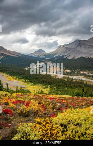 Vue sur le mont Wilcox et le pic Nigel et le col Wilcox en automne, Parker Ridge, le col Sunwapta, Icefields Parkway, parc national Jasper Banque D'Images