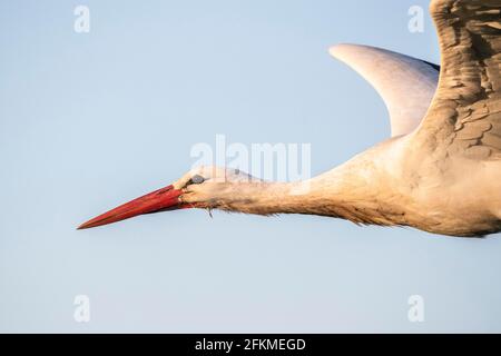 White Stork en vol, Clapper Stork (Ciconia ciconia), Canton de Zurich, Suisse Banque D'Images