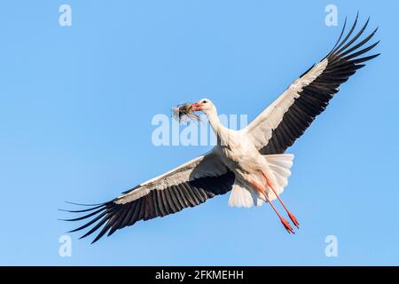 White Stork en vol, Clapper Stork (Ciconia ciconia), Canton de Zurich, Suisse Banque D'Images