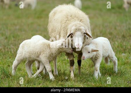 Mouton de forêt, agneaux avec mère sur un pâturage, Allemagne Banque D'Images