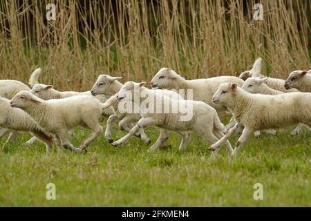 Moutons de forêt, troupeau, agneaux en cours d'exploitation sur un pâturage, Allemagne Banque D'Images