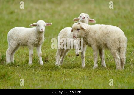 Moutons forestiers, trois agneaux sur un pâturage, Allemagne Banque D'Images