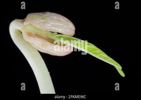 Haricot mung, pousse (Vigna mungo) (Phaseolus mungo), plantule de haricot de Jérusalem (Phaseolus radiatus) Banque D'Images