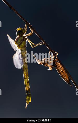 Southern Hawker (Aeshna cyanoa), avec exuvium, maillot moulant, Allemagne Banque D'Images