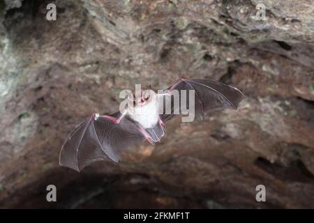 Chauve-souris annelée (Myotis daubentonii) volant de la roôte estivale d'une grotte, Basse-Saxe, Allemagne Banque D'Images