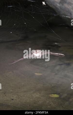 Chauve-souris (Myotis daubentonii) traversant un pont près de la surface de l'eau, Rhénanie-du-Nord-Westphalie, Allemagne Banque D'Images