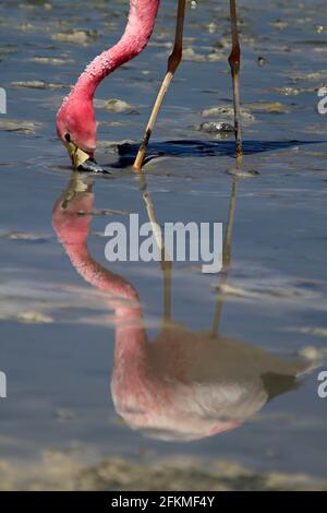 Flamant de James (Phoenicarrus jamesi) (Phoenicopterus jamesi), flamant à bec court, Altiplano, Bolivie Banque D'Images