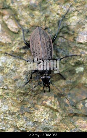 Béetle sol en granulés (Carabus granulatus), Schleswig-Holstein, Allemagne Banque D'Images