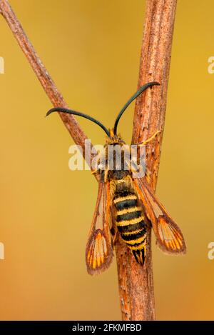 Aile Bald à six bandes (Bembecia ichneumoniformis), Allemagne Banque D'Images