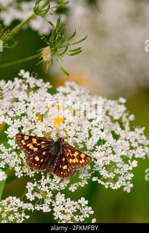 Hespérie à damiers (Carterocephalus palaemon), Rhénanie-Palatinat, Allemagne Banque D'Images