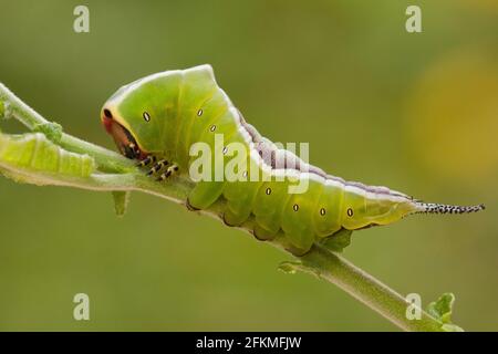 Papillon des papillons (Cerura Vinula) Caterpillar, Rhénanie-Palatinat, Allemagne Banque D'Images