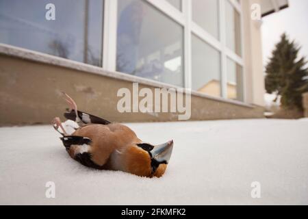 Hawfinch (Coccothrautes coccothrautes) grève des oiseaux, Rhénanie-Palatinat, Allemagne Banque D'Images