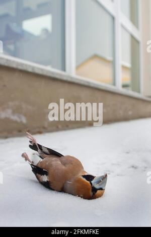 Hawfinch (Coccothrautes coccothrautes) grève des oiseaux, Rhénanie-Palatinat, Allemagne Banque D'Images