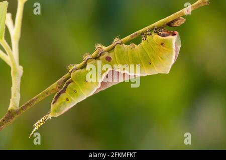 Papillon des papillons (Cerura Vinula) Caterpillar, Rhénanie-Palatinat, Allemagne Banque D'Images