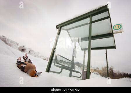 Hawfinch (Coccothrautes coccothrautes) grève des oiseaux, Rhénanie-Palatinat, Allemagne Banque D'Images