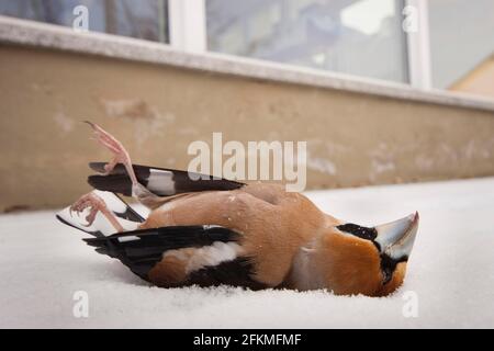 Hawfinch (Coccothrautes coccothrautes) grève des oiseaux, Rhénanie-Palatinat, Allemagne Banque D'Images