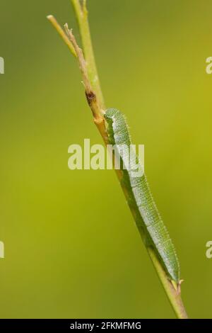 Orange TIP (Anthocharis cardamines) Caterpillar, Rhénanie-Palatinat, Allemagne Banque D'Images