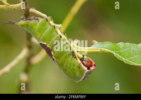 Papillon des papillons (Cerura Vinula) Caterpillar, Rhénanie-Palatinat, Allemagne Banque D'Images