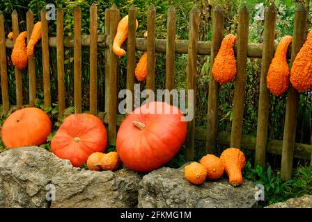 Citrouilles (Cucurbita) sur clôture de jardin, citrouille, , citrouille ornementale, ornementale Banque D'Images