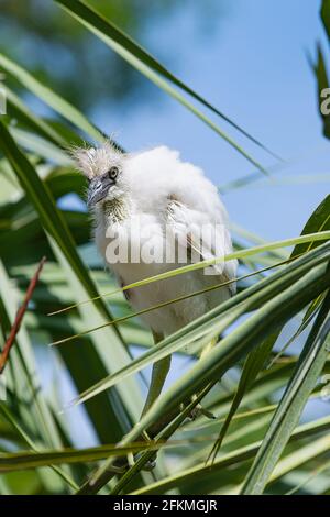 Jeune petit héron bleu debout juste au-dessus de son nid Banque D'Images