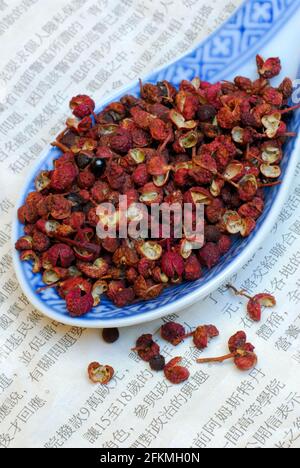 Poivre de Szechuan (Zanthoxylum pipéritum) , fagara, poivre japonais, poivre de fleur, poivre anis, Poivre du Sichuan, poivre, poivre de montagne Banque D'Images