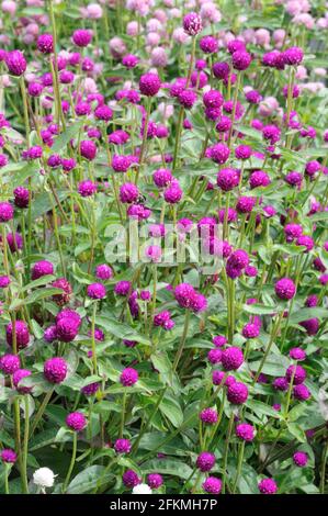 Anémone de balle violet Las Vegas, véritable amaranth de balle (Gomphrena globosa) Banque D'Images