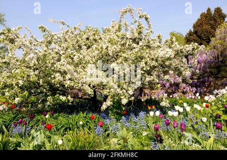 Pomme sauvage (Malus floribunda) Banque D'Images