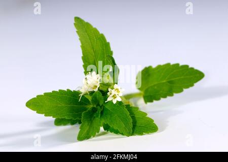 Herbe sucrée, feuille de sucre (Stevia rebaudiana), plante sucrière Banque D'Images