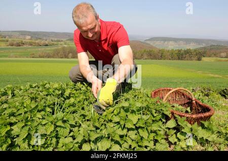 L'homme collecte l'ortie (Urtica dioica), les orties, le panier Banque D'Images