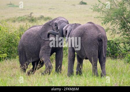 Éléphants d'Afrique (Loxodonta africana), jeunes taureaux, Massai Mara Game Reserve, Kenya Banque D'Images