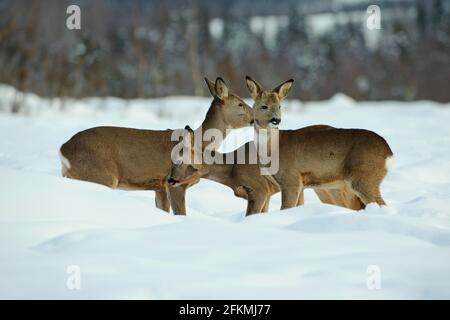 Europe roe deers (Capranolus capranolus) Norvège Banque D'Images