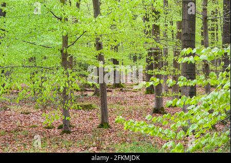 Forêt de hêtre, Office forestier d'Ahlhorn, Herrenholz, Comté de Vechta, Oldenburger Muensterland, Basse-Saxe, Allemagne Banque D'Images