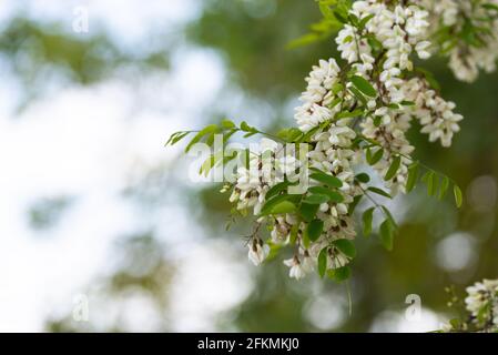 Magnolia à fleurs printanières. Une branche d'arbre fleurit avec des fleurs blanches et attend des abeilles. Banque D'Images