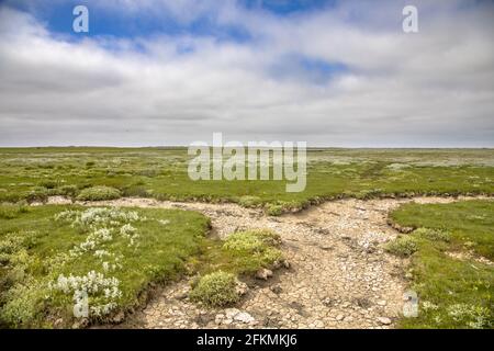 Marécages marécageux avec système de drainage naturel sur l'île des wadden d'Ameland, en Frise, aux Pays-Bas Banque D'Images