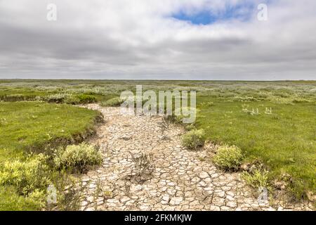 Marécages marécageux avec système de drainage naturel sur l'île des wadden d'Ameland, en Frise, aux Pays-Bas Banque D'Images