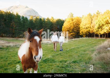 Couple marche à travers une pelouse dans la forêt d'automne avec la toile de fond des montagnes. Au premier plan se trouve un cheval marron et blanc Banque D'Images