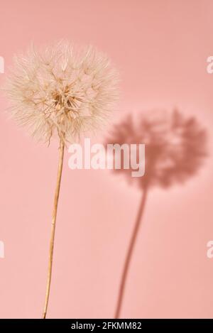 Fleur de pissenlit moelleuse avec bourgeons sur fond rose Banque D'Images
